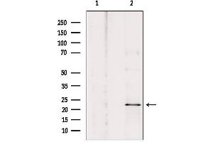 Western blot analysis of extracts from HepG2, using ARC Antibody. (NOL3 抗体  (C-Term))