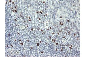 Image no. 11 for anti-Transcription Factor MafB (MAFB) (AA 32-320) antibody (ABIN1491411)