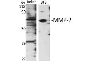 Western Blot analysis of Jurkat (1), 3T3 (2), diluted at 1:1000.