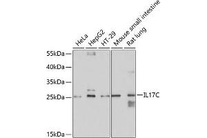 Western blot analysis of extracts of various cell lines, using IL17C antibody (ABIN6128131, ABIN6142318, ABIN6142319 and ABIN6214891) at 1:1000 dilution. (IL17C 抗体  (AA 19-197))