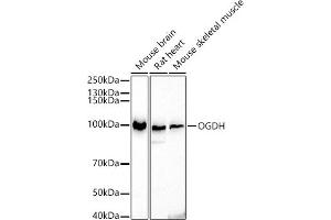 Western blot analysis of extracts of various cell lines, using OGDH antibody (ABIN6131414, ABIN6145003, ABIN6145005 and ABIN6222018) at 1:500 dilution.