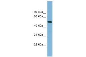Image no. 1 for anti-Tripartite Motif Containing 41 (TRIM41) (N-Term) antibody (ABIN6742015) (TRIM41 抗体  (N-Term))