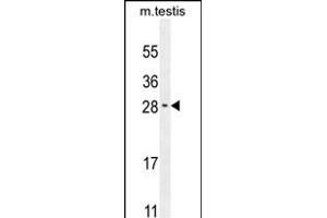 RELL2 Antibody (Center) (ABIN654364 and ABIN2844124) western blot analysis in mouse testis tissue lysates (35 μg/lane). (RELL2 抗体  (AA 132-160))