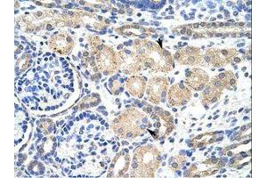 Image no. 1 for anti-Potassium Voltage-Gated Channel, Shaker-Related Subfamily, beta Member 2 (KCNAB2) (AA 121-170) antibody (ABIN203086) (KCNAB2 抗体  (AA 121-170))