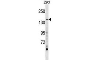 AEBP1 Antibody (Center) western blot analysis in 293 cell line lysates (35 µg/lane). (AEBP1 抗体  (Middle Region))