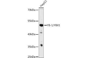 Western blot analysis of extracts from normal (control) and YB-1/YB-1/YBX1 knockout (KO) HeLa cells, using YB-1/YB-1/YBX1 antibody (ABIN7271411) at 1:1000 dilution.