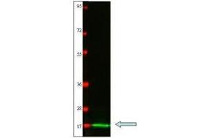Western blot using  protein-A purified anti-Cat IL-2 antibody shows detection of recombinant Cat IL-2 at 15. (IL-2 抗体)