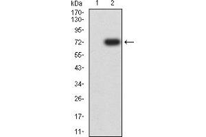 Western Blotting (WB) image for anti-Glypican 3 (GPC3) (AA 55-200) antibody (ABIN7193692)