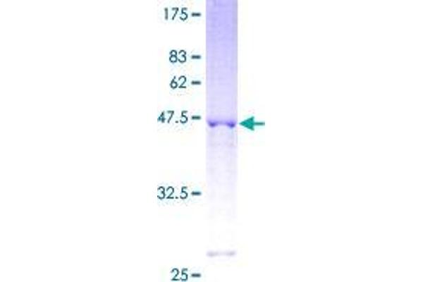 RGS17 Protein (AA 1-210) (GST tag)