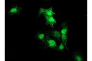 Anti-AKT1 mouse monoclonal antibody (ABIN2455514) immunofluorescent staining of COS7 cells transiently transfected by pCMV6-ENTRY AKT1 (RC220257). (AKT1 抗体)