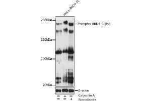 Western blot analysis of extracts of various cell lines, using Phospho-BRD4-S1083 antibody (ABIN7265947) at 1:500 dilution. (BRD4 抗体  (pSer1083))