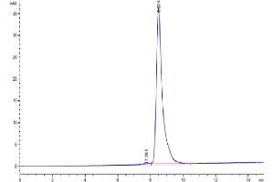 The purity of Cynomolgus VSIG4 is greater than 95 % as determined by SEC-HPLC. (VSIG4 Protein (AA 25-288) (His tag))