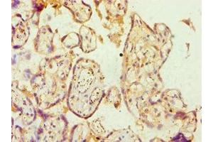 Immunohistochemistry of paraffin-embedded human placenta tissue using ABIN7144361 at dilution of 1:100 (alpha Adaptin 抗体  (AA 1-260))