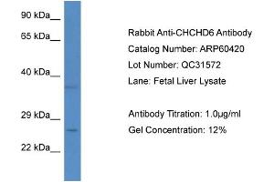 Western Blotting (WB) image for anti-Coiled-Coil-Helix-Coiled-Coil-Helix Domain Containing 6 (CHCHD6) (N-Term) antibody (ABIN786162) (CHCHD6 抗体  (N-Term))