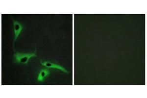 Immunofluorescence (IF) image for anti-Tetraspanin 8 (TSPAN8) (Internal Region) antibody (ABIN1849222) (Tspan-8 抗体  (Internal Region))