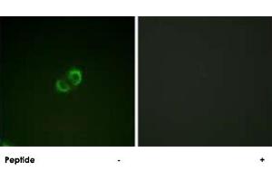Immunofluorescence analysis of A-549 cells, using ICAM3 polyclonal antibody . (ICAM-3/CD50 抗体  (Ser518))