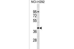 OR2T5 Antibody (N-term) (ABIN1538866 and ABIN2849910) western blot analysis in NCI- cell line lysates (35 μg/lane). (OR2T5 抗体  (N-Term))