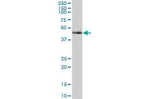 CAMK2G MaxPab polyclonal antibody. (CAMKII gamma 抗体  (AA 1-527))