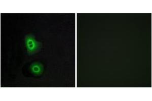 Immunofluorescence (IF) image for anti-Olfactory Receptor, Family 4, Subfamily C, Member 16 (OR4C16) (AA 261-310) antibody (ABIN2891005) (OR4C16 抗体  (AA 261-310))