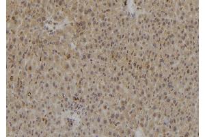 ABIN6269361 at 1/100 staining Rat liver tissue by IHC-P. (Caspase 8 抗体)
