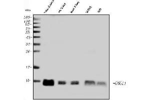 Western blot analysis of GNG11 using anti-GNG11 antibody (ABIN7599533).