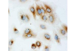 ICC testing of HSP70 antibody and A549 cells (HSP70 抗体  (AA 577-596))