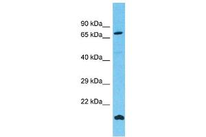 Western Blotting (WB) image for anti-Fibronectin Type III Domain Containing 7 (FNDC7) (N-Term) antibody (ABIN2791547) (FNDC7 抗体  (N-Term))