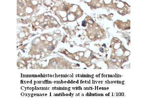 Image no. 1 for anti-Heme Oxygenase (Decycling) 1 (HMOX1) antibody (ABIN791221) (HMOX1 抗体)