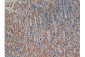 IHC-P analysis of Mouse Stomach Tissue, with DAB staining. (Cytochrome C 抗体  (AA 13-99))