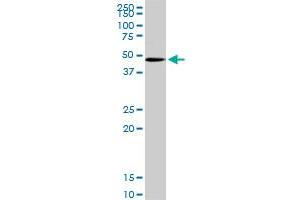 POFUT1 MaxPab rabbit polyclonal antibody. (POFUT1 抗体  (AA 1-194))