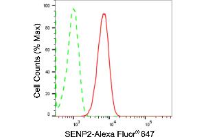 Flow cytometric analysis of SENP2 expression in HT- cells using SENP2 antibody (ABIN7800976), 1:2,000). (Recombinant SUMO Specific Peptidase 2 抗体)