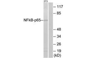 Western blot analysis of extracts from NIH-3T3, using NF-kappaB p65 (Ab-311) Antibody. (NF-kB p65 抗体  (AA 278-327))