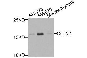 Western blot analysis of extracts of various cell lines, using CCL27 antibody (ABIN6003596) at 1/1000 dilution.