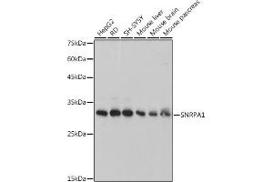 Western blot analysis of extracts of various cell lines, using SNRP antibody (ABIN7270365) at 1:1000 dilution. (SNRPA1 抗体)