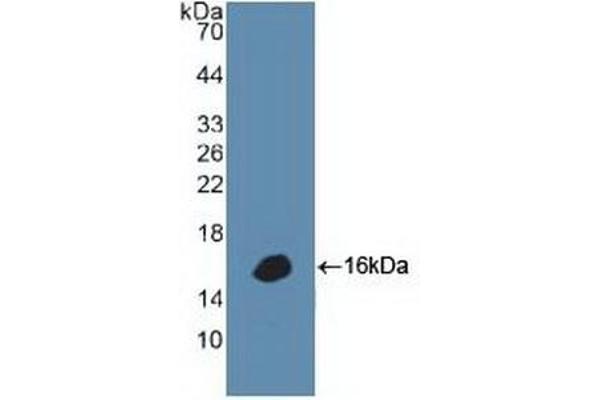 alpha Defensin 1 Antikörper  (AA 20-94)