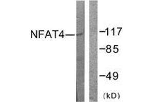 Western Blotting (WB) image for anti-Nuclear Factor of Activated T-Cells, Cytoplasmic, Calcineurin-Dependent 3 (NFATC3) (AA 131-180) antibody (ABIN2888680) (NFATC3 抗体  (AA 131-180))