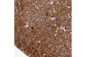 Immunohistochemical staining of human pancreas with PITPNM2 polyclonal antibody  shows strong cytoplasmic positivity in exocrine glandular cells. (PITPNM2 抗体)