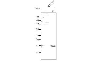 Anti-IL10 Ab at 1/2,500 dilution, 50 µg of total protein lysate per Iane, ceIls were stimulated with E. (IL-10 抗体)
