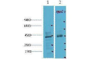 Western Blotting (WB) image for anti-Caudal Type Homeobox 2 (CDX2) antibody (ABIN3178610) (CDX2 抗体)
