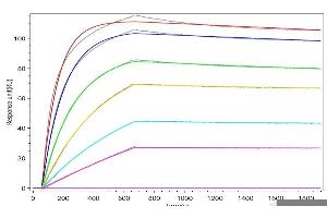 HGF Recombinant Monoclonal Antibody (ABIN7796996) captured on Protein A Chip can bind Bovine HGF with an affinity constant of 1.