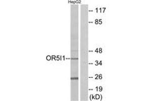 Western blot analysis of extracts from HepG2 cells, using OR5I1 Antibody. (OR5I1 抗体  (AA 206-255))