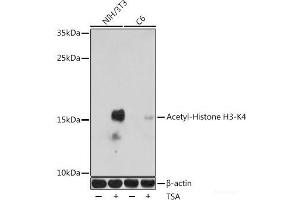 Western blot analysis of extracts of various cell lines using Acetyl-Histone H3-K4 Polyclonal Antibody at dilution of 1:1000. (Histone 3 抗体  (acLys4))