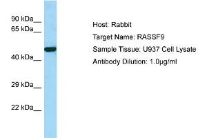 Host: Rabbit Target Name: RASSF9 Sample Tissue: Human U937 Whole Cell Antibody Dilution: 1ug/ml (RASSF9 抗体  (C-Term))