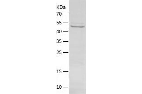 ATP5G1 Protein (AA 44-553) (His tag)