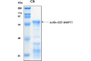10% SDS-PAGE stained with Coomassie Blue (CB) and peptide fingerprinting by MALDI-TOF mass spectrometry (MMP11 Protein (AA 33-488) (His-GST))