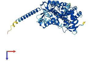 CYP4X1 Protein (AA 1-507) (His tag)