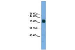 Image no. 1 for anti-Zinc Finger Protein 445 (ZNF445) (AA 601-650) antibody (ABIN6744636) (ZNF445 抗体  (AA 601-650))