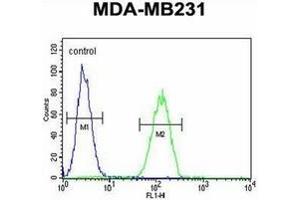 Flow cytometric analysis of MDA-MB231 cells using Oxytocin Antibody (Center) Cat. (Oxytocin 抗体  (Middle Region))