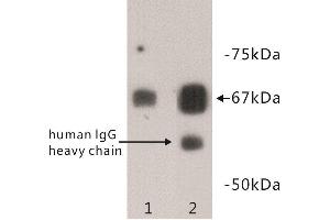 Western Blotting (WB) image for anti-Albumin (ALB) antibody (ABIN1854817) (Albumin 抗体)
