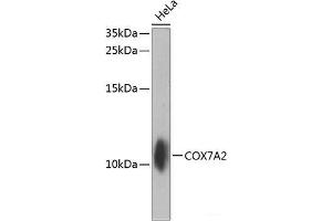 Western blot analysis of extracts of HeLa cells using COX7A2 Polyclonal Antibody at dilution of 1:1000. (COX7A2 抗体)